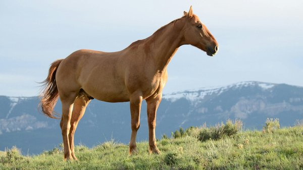 Quels sont les meilleurs itinéraires pour une balade en cheval à travers les dunes du Sahara en Mauritanie?